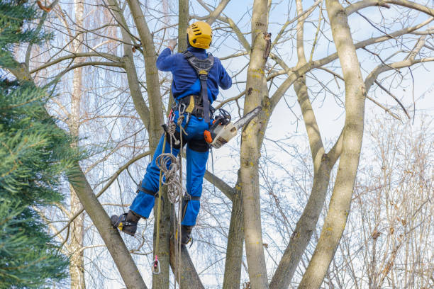 Best Tree Cabling and Bracing  in Drexel Heights, AZ