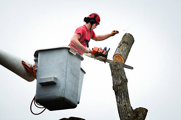 Best Arborist Consultation Services  in Drexel Heights, AZ